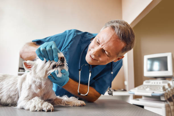 Best Emergency Tooth Extraction in Lincoln Park, MI